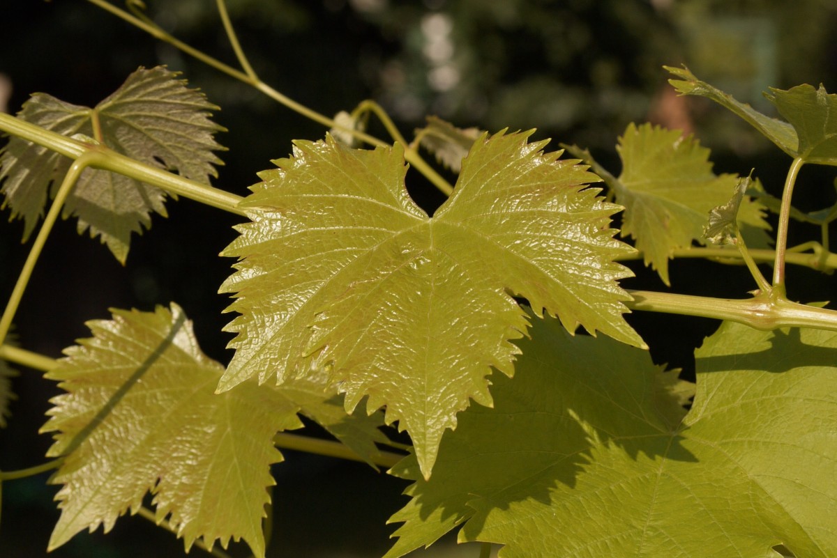 arbre, la nature, croissance, plante, feuille, fleur, sauvage, feuillage, aliments, produire, lisse, l'automne, botanique, escalade, flore, les plantes, érable, verdure, feuille d'érable, feuilles, feuillu, Vignes, ensoleillé, tiges, arbuste, branches, brillant, Grimpeurs, croissance, à feuilles caduques, Modèles, brillant, brillant, brillant, légumes verts, plante à fleurs, Arbre de maidenhair, feuilles de vigne, Surfaces, Tige de plante, Plante ligneuse, Plante terrestre