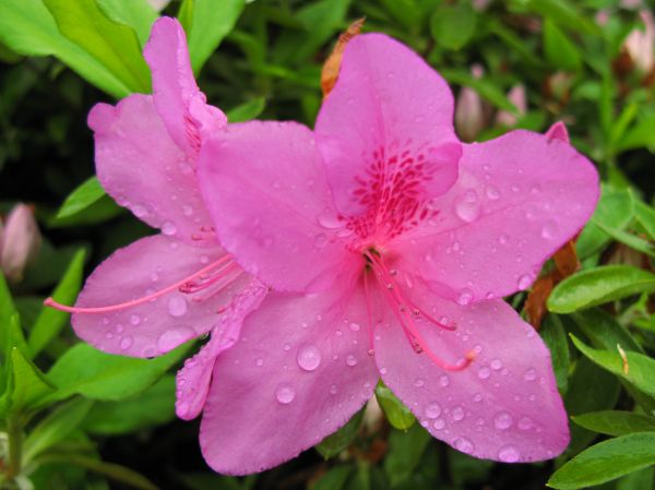 fleur, plante, fleur, pétale, haute, goutte d'eau