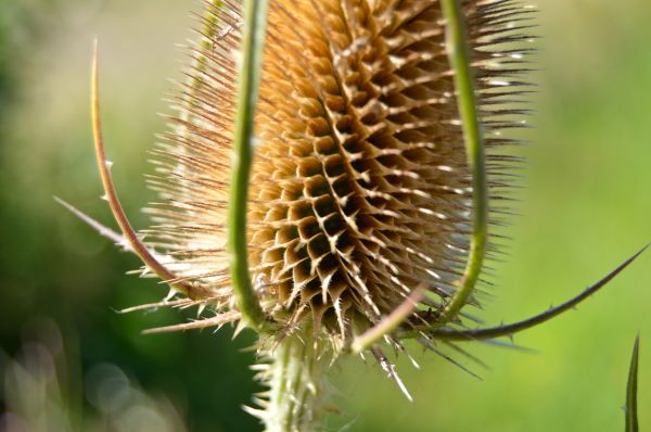 Natura, kwitnąć, kolczasty, roślina, słońce, fotografia