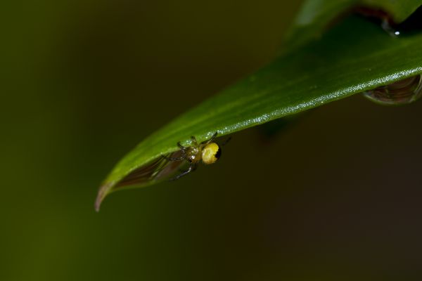 príroda,rosa,fotografovanie,krídlo,kvetina,bokeh