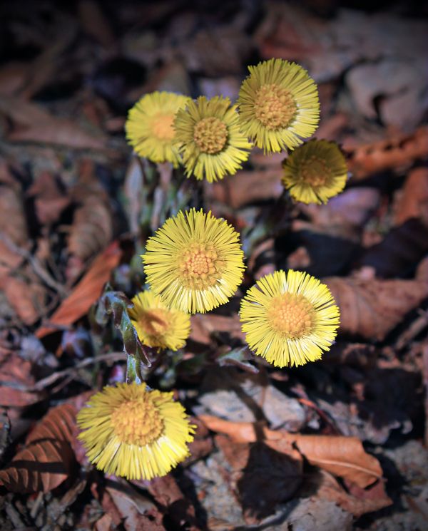 natuur,fabriek,blad,bloem,bloemblad,de lente