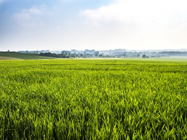 paisaje,naturaleza,césped,ligero,planta,horizonte