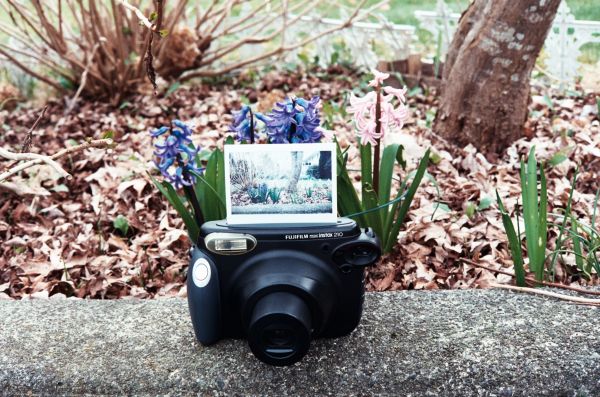 Blume,Film,Frühling,Grün,Garten,Blumen