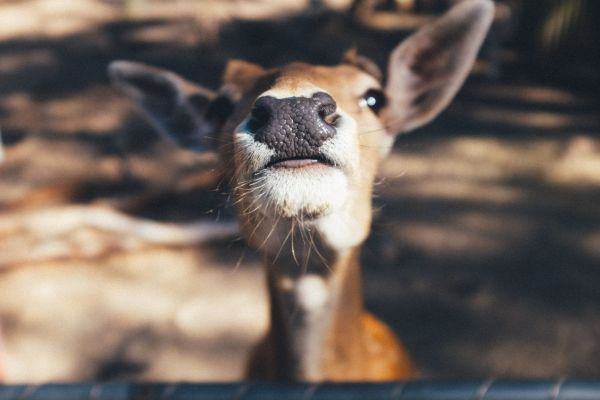 fofa,animal,animais selvagens,Cervo,retrato,Castanho