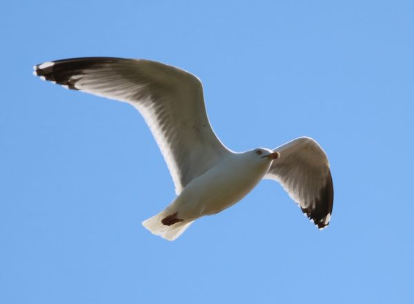 natura, uccello, ala, cielo, uccello marino, volante