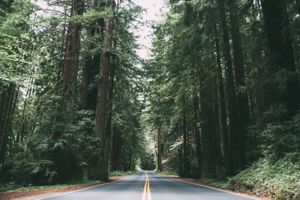 landscape, tree, nature, forest, wilderness, road