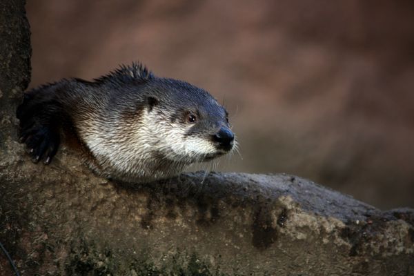 naturaleza, desierto, animal, fauna silvestre, salvaje, agua