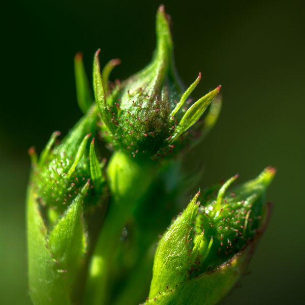 naturaleza, césped, Rocío, planta, fotografía, hoja