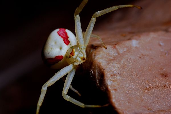 natur,fotografering,blomst,dyreliv,insekt,makro