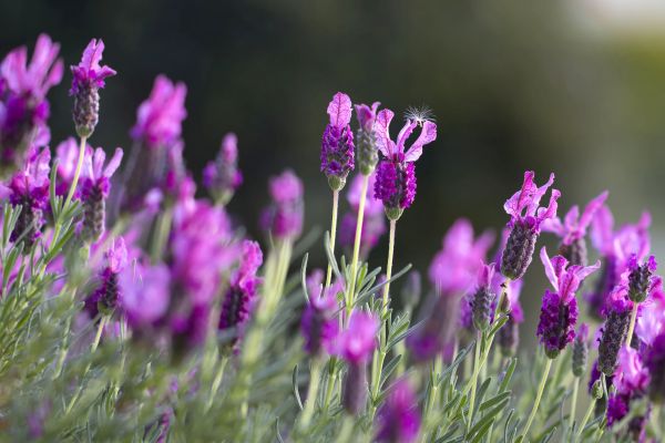 Natur,Gras,Pflanze,Feld,Wiese,Prärie