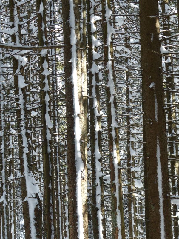 paesaggio,albero,natura,foresta,ramo,la neve