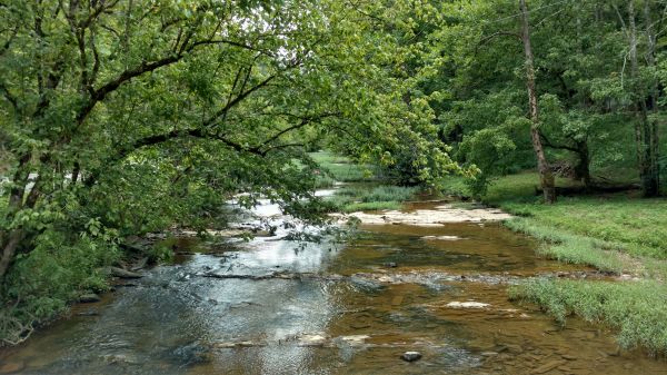 paesaggio, albero, acqua, natura, foresta, all'aperto