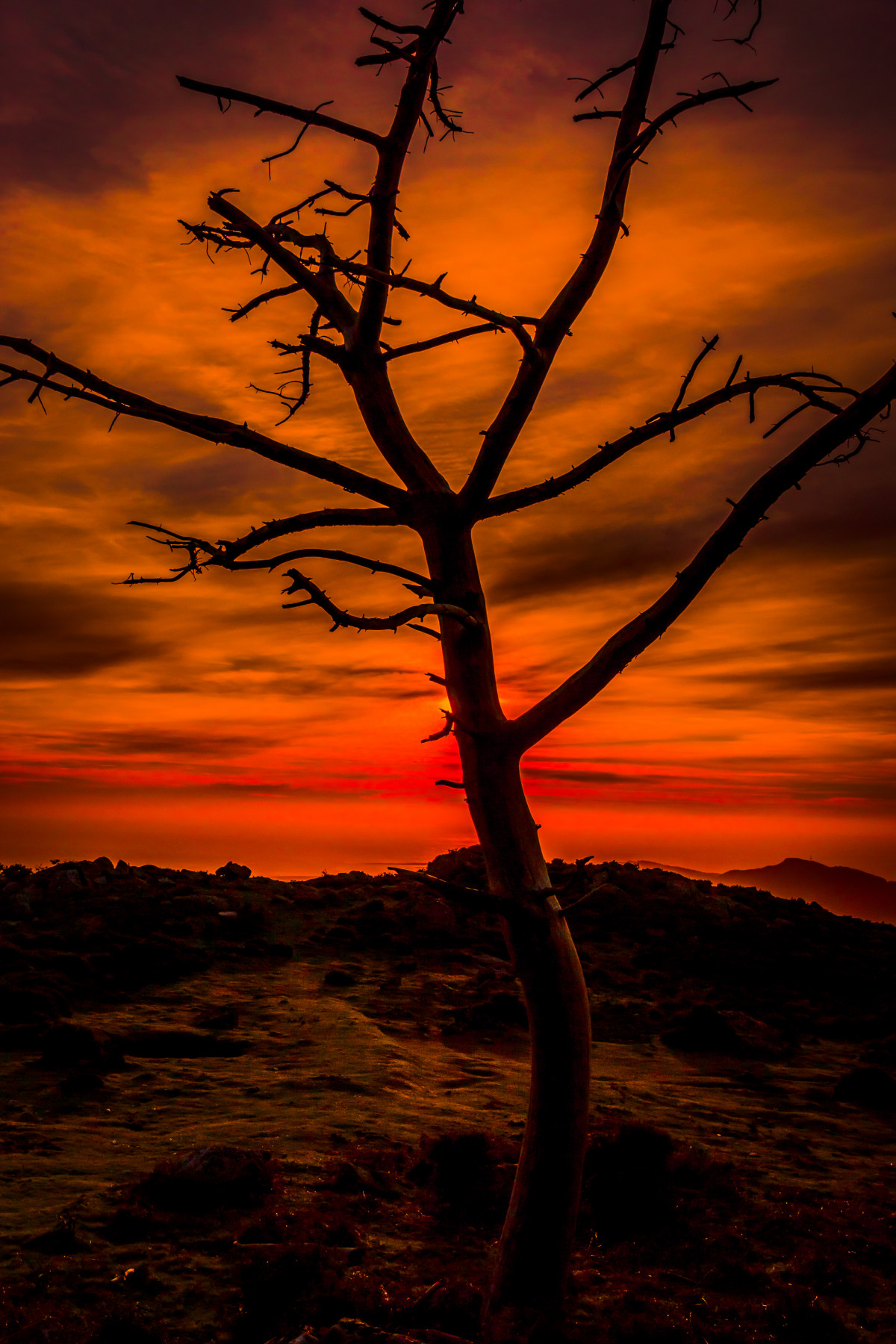 paesaggio, mare, albero, natura, orizzonte, ramo, silhouette, nube, cielo, sole, Alba, tramonto, luce del sole, mattina, alba, foto, crepuscolo, sera, riflessione, oscurità, Spagna, puestadesol, Galizia, Pontevedra, paisajes, A77, espana, g, ggl1, gaby1, xovesphoto, sonya77, sony16105mm, gphoto, gabrielcorua, xelodegalicia, gabycorua, aprobadocaramial, ultimi bagliori, pianta legnosa