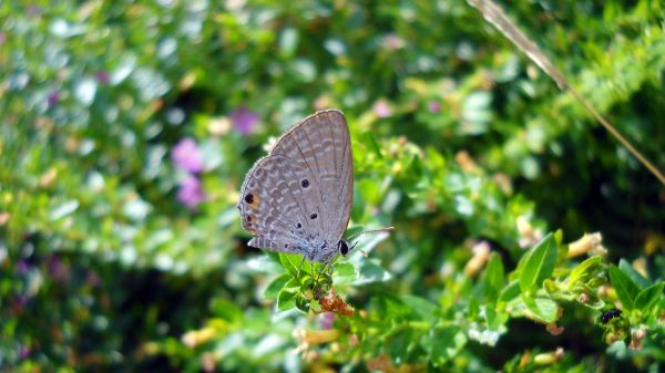 natur,gress,plen,eng,blad,blomst