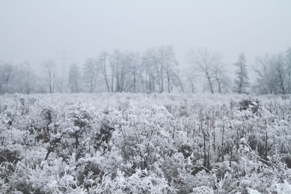 boom,Bos,sneeuw,winter,vorst,weer