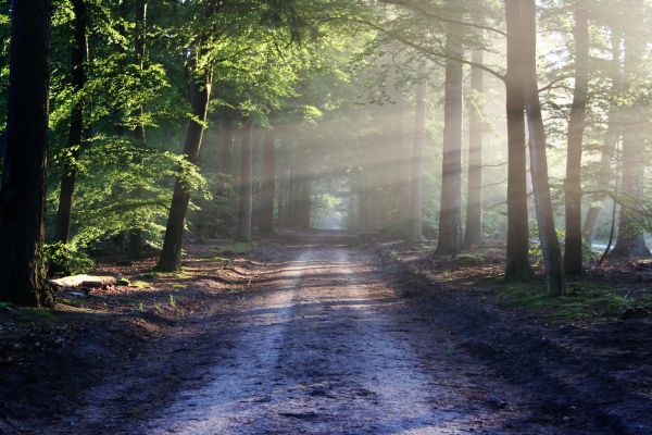 paesaggio,albero,natura,foresta,sentiero,leggero