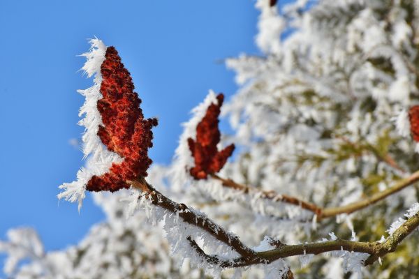 albero,natura,ramo,la neve,fiorire,freddo