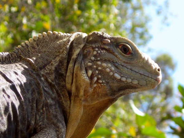 natureza,animal,animais selvagens,oceano,textura,tropical