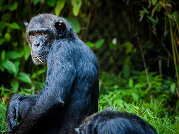 vue,faune,zoo,mammifère,singe,jungle