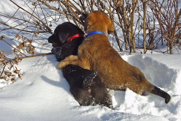 neige,chien,animal,mignonne,hiver,chiot