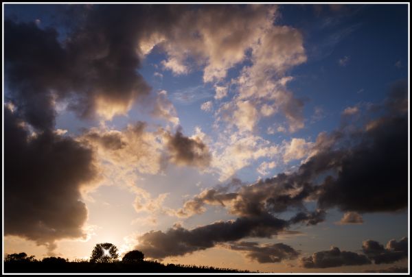 træ, horisont, Sky, himmel, sol, silhuet