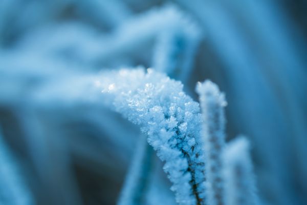 vand,græs,kold,vinter,plante,fotografering