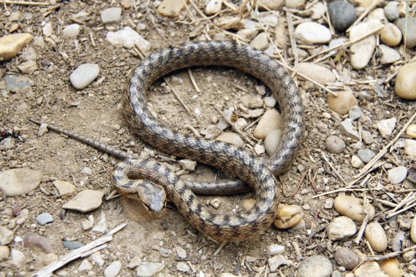 animais selvagens, réptil, fauna, França, Europa, Midi