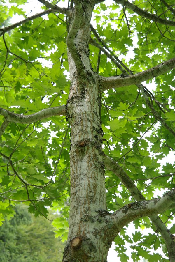 árvore, floresta, ramo, plantar, folha, flor