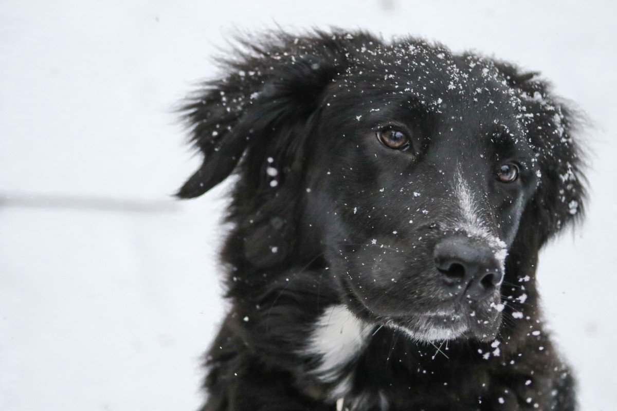 Schnee, Winter, Welpe, Hund, Tier, Säugetier, schwarz, Wirbeltier, Neufundland, Hunderasse, Retriever, Hund wie Säugetier, Hunderasse Gruppe, Hund Kreuzungen, Stabyhoun