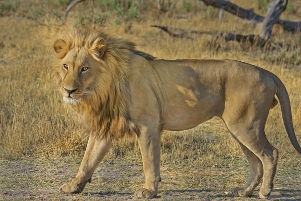 natureza, região selvagem, animal, animais selvagens, África, aventura