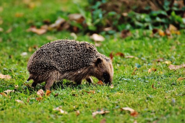 Natura, kolczasty, zwierzę, uroczy, dzikiej przyrody, trawa