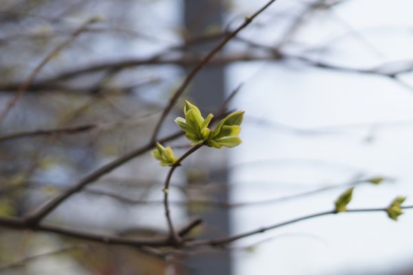 arbre,la nature,branche,fleur,plante,lumière du soleil