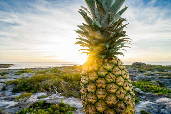 plantar, céu, de praia, mar, agua, oceano