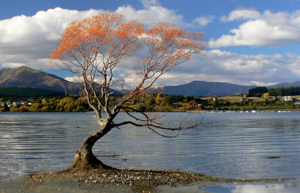 landscape,tree,water,nature,plant,shore