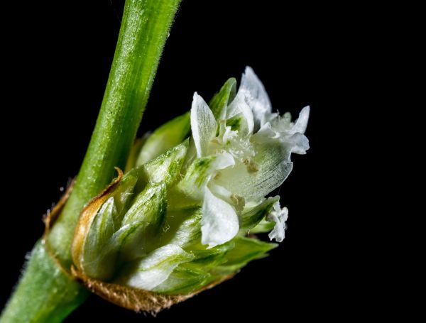 blomma, växt, vit, fotografi, blad, blomma