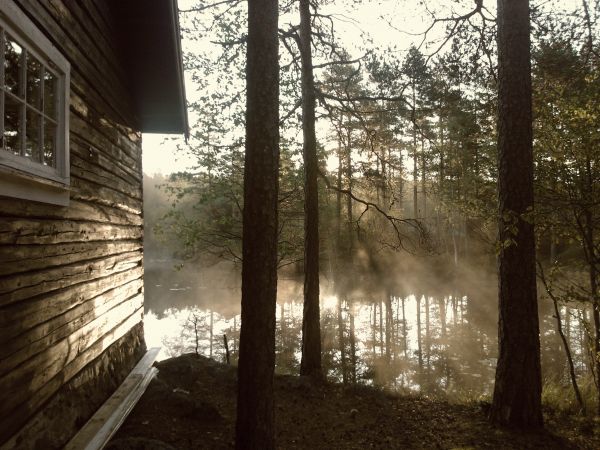 arbre,la nature,forêt,lumière,brouillard,lumière du soleil