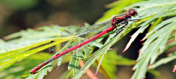 naturaleza, ala, fotografía, agua, césped, rama