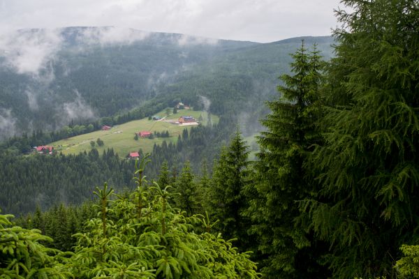 krajobraz, drzewo, woda, Natura, las, na wolnym powietrzu