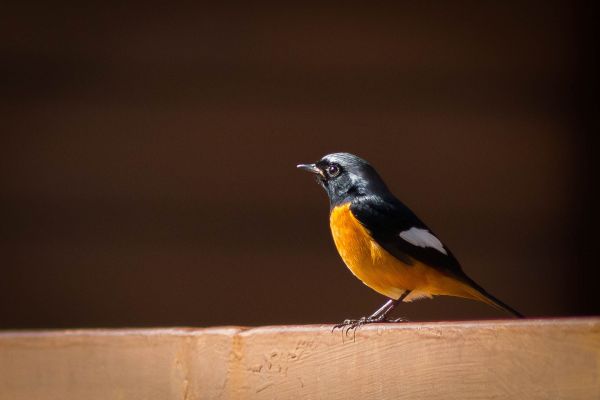 bird,wildlife,beak,yellow,fauna,vertebrate