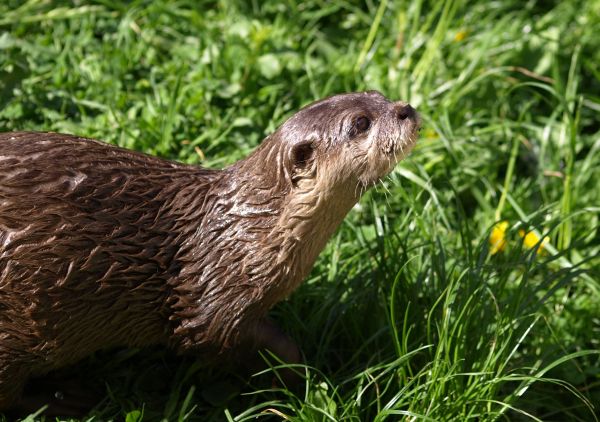 wildlife,grass,wet,cute,fur,mammal