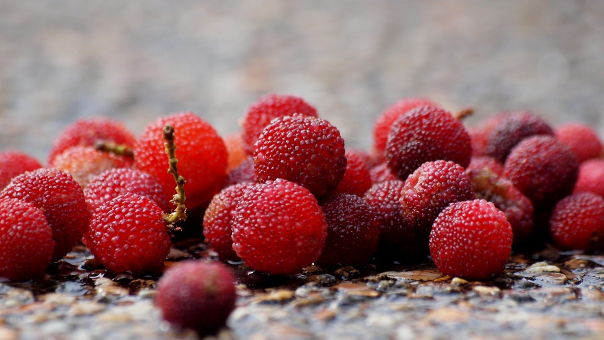 hand-, boom, natuur, persoon, mensen, fabriek, wit, framboos, fruit, BES, zoet, blad, zaad, zomer, vrouw, rijp, jong, kom, eten, groen, Chinese, rood, produceren, groente, kleur, macro, natuurlijk, vers, menselijk, drinken, markt, landbouw, mand, levensstijl, sappig, fijnproever, gezond, nagerecht, eten, bezit, heerlijk, aardbei, versheid, stengel, sap, vitamine, aan het eten, een, focus, single, levendig, lekker, vegetarisch, verfrissing, schot, echt, rauw, ballen, trillend, China, glimmend, oogst, aardbeien, dieet, inschrijving, selectief, biologisch, zuur, smaak, vitaliteit, smakelijk, bayberry, madrona, waxberry, waxmyrtle, arbutus, voedingsstof, bosvrucht