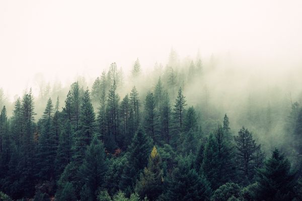 albero,natura,foresta,natura selvaggia,ramo,montagna