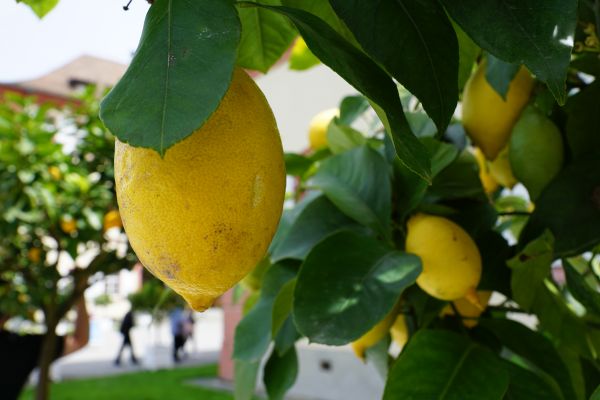 Baum,Pflanze,Frucht,Blume,Lebensmittel,Grün