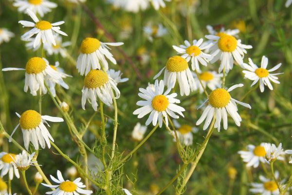 natuur, fabriek, wit, veld-, weide, prairie