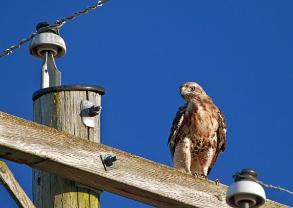 pasăre,aparat foto,fotografie,animale sălbatice,pol,obiectiv