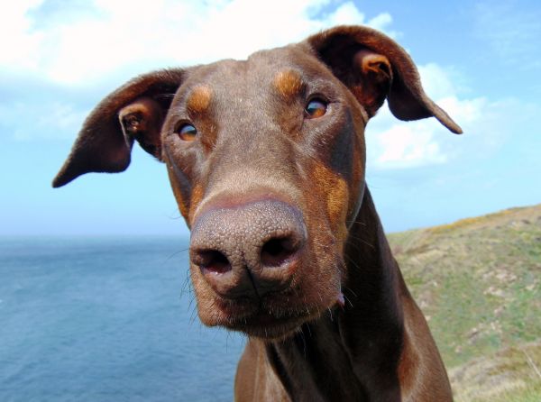 coastă,câine,litoral,portret,roșu,maro