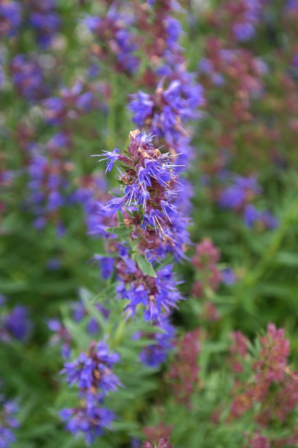 bloesem,fabriek,weide,prairie,bloem,bloeien