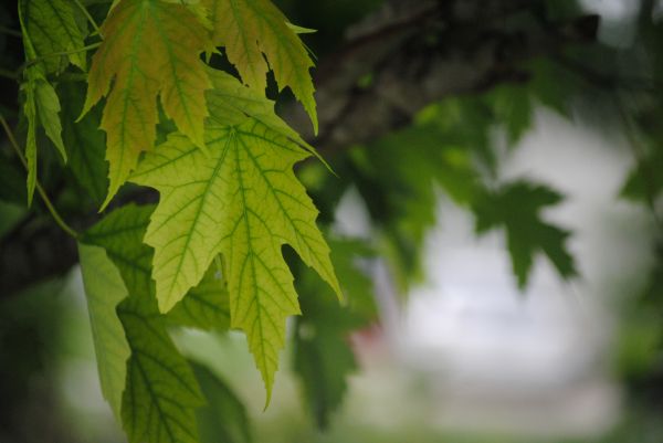 träd, natur, skog, gren, växt, tillväxt