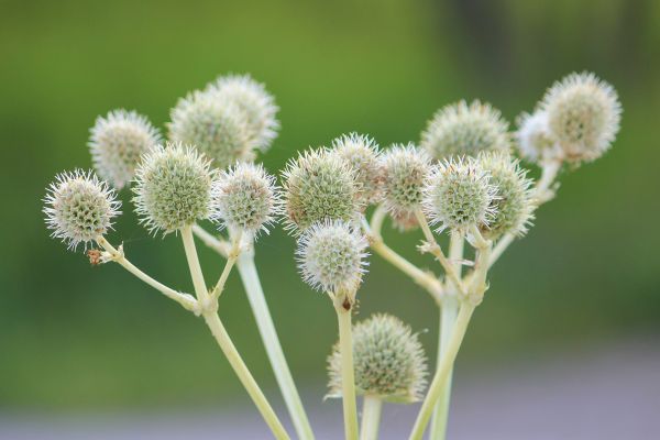 natur,afdeling,blomst,plante,blomst,fotografering