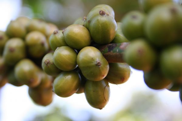 Pflanze,Frucht,Ast,Kaffee,Bündel,runden